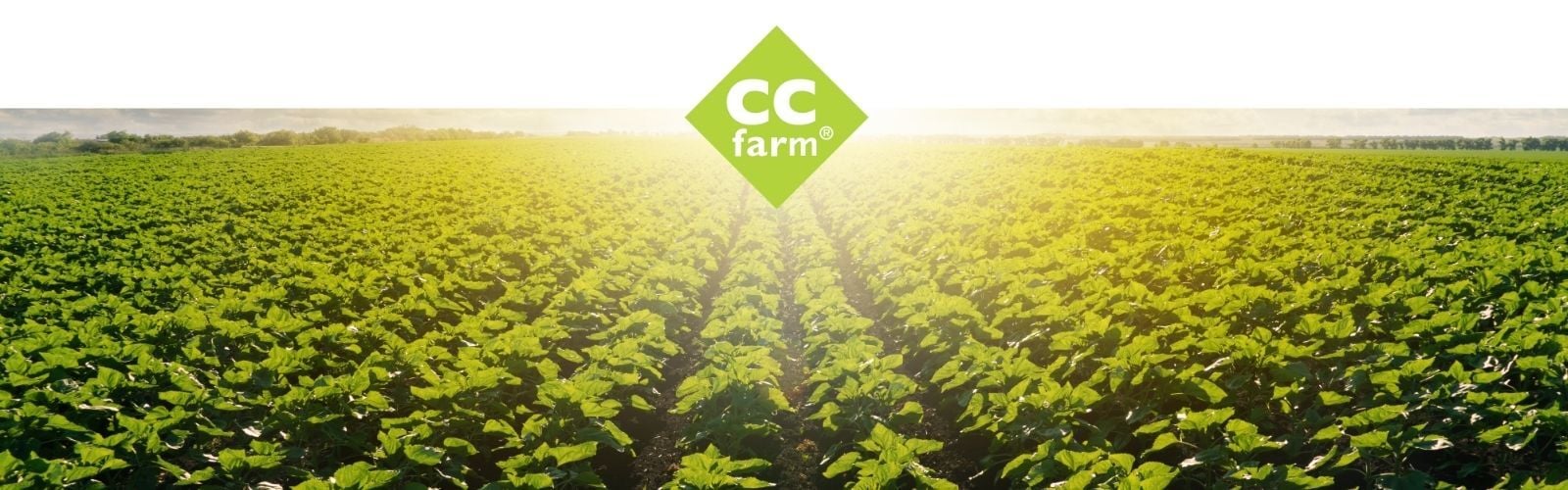 Calcium chloride used in agriculture for crop nutrition and soil health Calcium chloride used in agriculture for crop nutrition and soil health